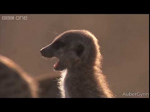 Meerkat has the cutest scream