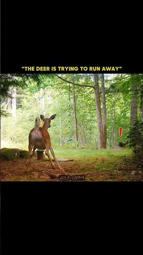 bear attacks a deer 😟 #viral #wildlife #hunting #trending # #subscribe #shorts #viralvideos #share