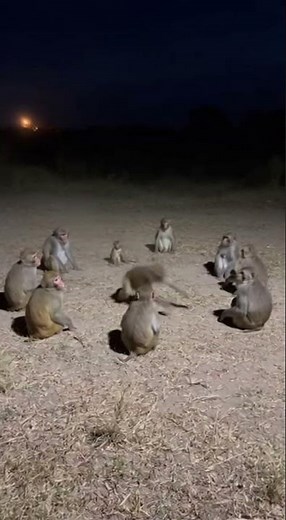 Mysterious Night Gathering: Monkeys Have a Secret Meeting & Talk! #Monkeys #Wildlife #FunnyAnimals