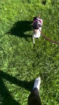 Exploring Philips Marx Central Park with my CUTE Dog in Tehachapi, California 🐶🐾