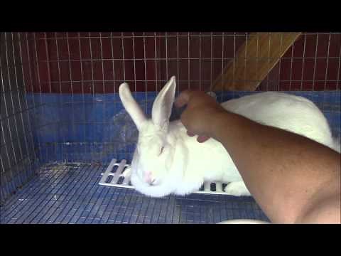 Why Are There Scabs in My Rabbits Ears