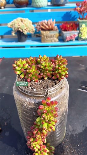 DIY Aesthetic Succulent Pots from Recycled Plastic Bottles ♻️✨