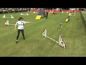 Dog Sports: Small Dog Agility Competition