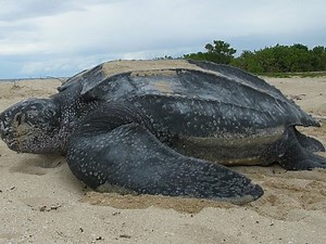 5 Fascinating Facts About the Leatherback Turtle