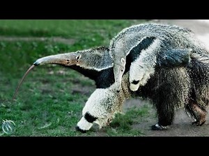 GIANT ANTEATER ─ Toothless Giant that Can Kill Jaguars Cougars and Poachers!