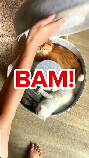 Did you have a Cattasaurus's Peekaboo Cat Cave, yet?