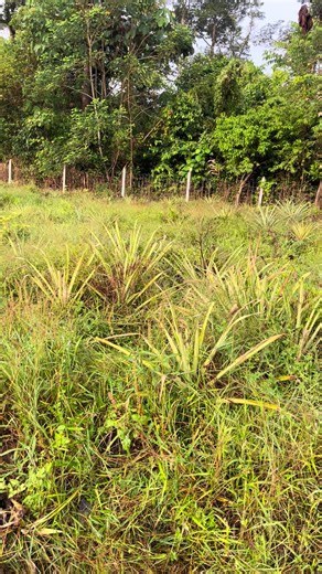 Cabut sulur(anak) utk tanam ditapak satu lgi ni tapak lama selepas ni kita cuci dan tanam nenas yg baru#MD2🍍🍍🍍🍍🍍 #fyplpppppppppppppppppppp
