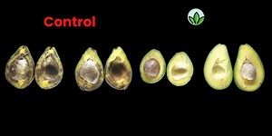 GreenPod Labs: Active Packaging Sachets to Extend the Shelf Life of Wild Fruits and Vegetables