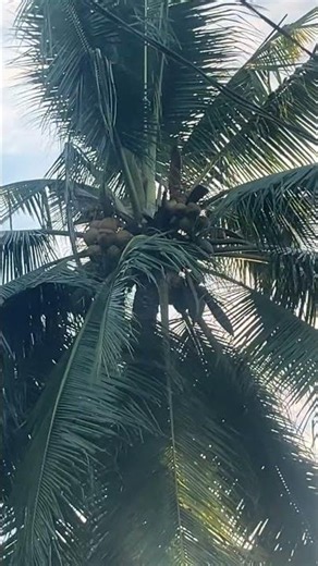 Coconut grove vibes #coconuttree