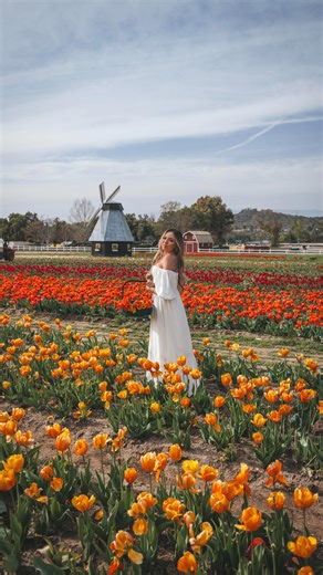 Tulips are blooming in California right now 🌷✨ Underwood’s tulip fields are officially open for U-Pick — so if spring flowers are on your list, now’s the time to go before the season wraps up. Beyond the tulips, there are farm animals and other U-Pick options, making it such a fun spring activity — especially for families. 📍 Underwood Family Farms @underwoodfamilyfarms ⏰ 9AM – 6PM 🎟️ $14 weekdays / $20 weekends 🌷 Tulips: 1/$1.50 • 6/$7 • 12/$12 🚜 Free wagon ride for the best view of the fie