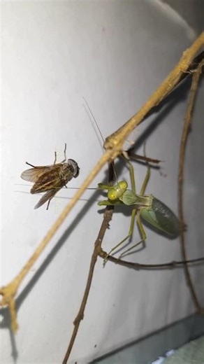 Mantis vs Horse Fly #shorts #insects