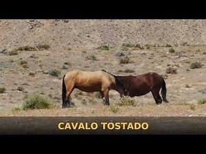CAVALO TOSTADO /*PORCA VÉIA**