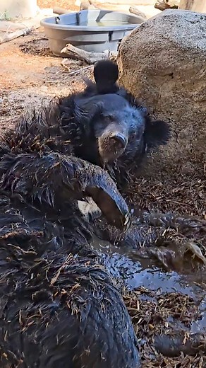 Breaking news: the oldest living Asiatic black bear is obsessed with mud puddles! After last week’s rain, our Beezler turned a soggy spot into a five-star spa. She splashed, soaked, rolled, scrubbed and savored every muddy moment, because age is just a number when it comes to good, squishy fun. At 32 years old, Beezler is the oldest living Asiatic black bear in human care in the U.S. The median life expectancy for Asiatic black bears in human care, according to the Association of Zoos and Aquari