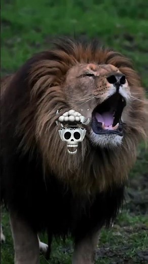 Top 5 Scariest Predator Roars in the Wild! 🐅🦁🐺