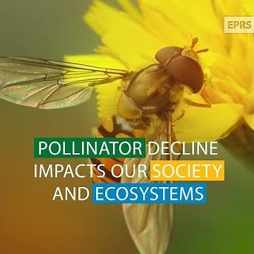 Protecting pollinator diversity in the EU