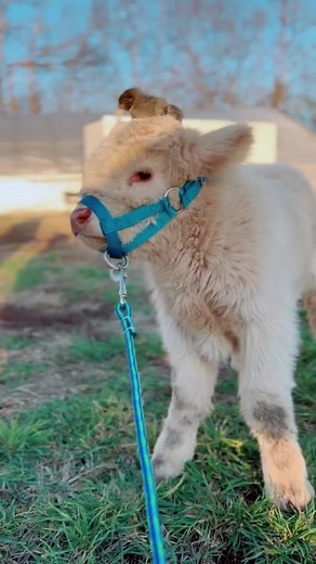 Adorable Miniature Cows - Farm Life Delights