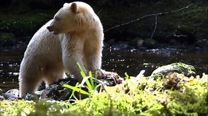 1.4K views · 43 reactions | Deep within the ancient rain forests of British Columbia dwells the fabled white "Spirit Bear," whose name reflects its legendary status among the native Tsimshian peoples as a mystical creature of the woods. www.nathab.com/alaska-northern-adventures/spirit-bear-cruise | Natural Habitat Adventures | Facebook