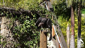 2K views · 258 reactions | The L.A. Zoo is thrilled to introduce the...