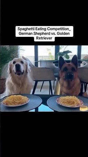 Spaghetti Eating Competition _ German Shepherd vs. Golden Retriever.