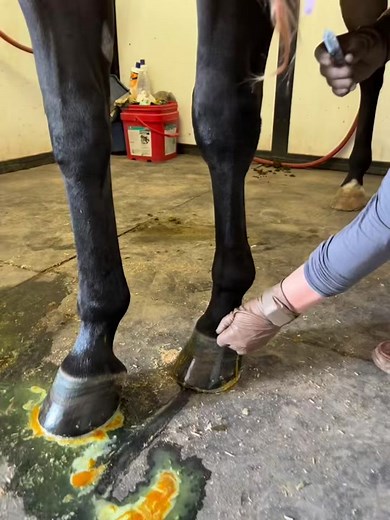 Inject me. Steroids in. #horse #satisfying #sportsmedicine #equinevet #retokfornature #postitaffirmations #horsesoftiktok #fyp #drjointinjector #vet #vetsoftiktok #sterile #steroid #jointinjection #needle #juicy #