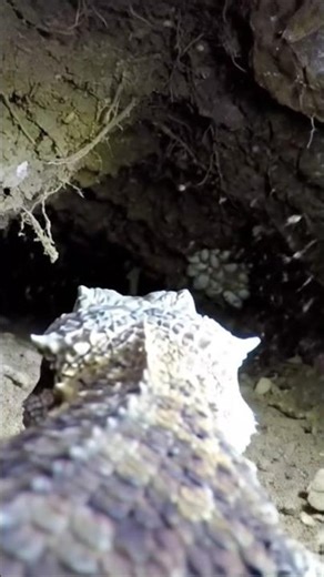 Explore the hidden underground world through the eyes of a horned lizard! 🦎 #macro #microcamera