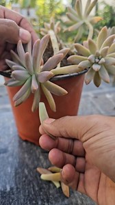 Succulent Propagation Tips 🌱 | Easy Ways to Grow More Succulents at Home | Succulent Hub
