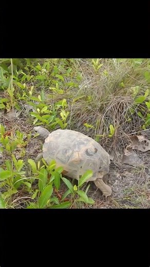 Watch a Florida Gopher Tortoise #nature