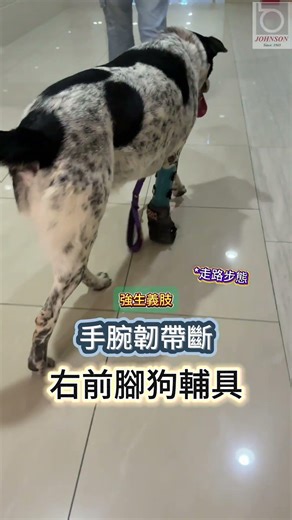 強生義肢 | 右前腳狗輔具 (手腕韌帶斷) | 義肢專門取模訂做! #義肢 #義足 #prosthetic # #artificial #犬義足 #狗義肢 #狗輔具 #狗假肢 #米克斯 #領養代替購買