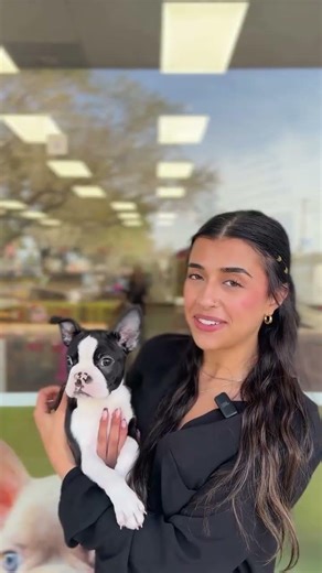 Meet Our Staff's Favorite Puppies of the Week at Petland Pembroke Pines! 🐶❤️