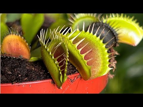 How to draw a Venus fly trap (not in a pot)