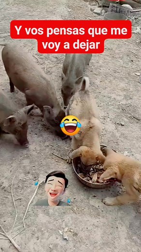 888K views · 10K reactions | #DanielAguilar #comunity y vos pensas que me boy a dejar | Daniel Aguilar | Facebook