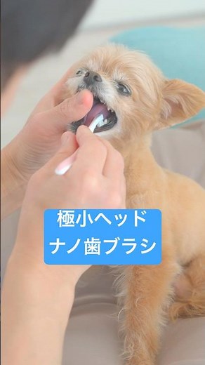 A cotton swab-sized toothbrush can solve the problem of dogs hating brushing! Recommended for dog...