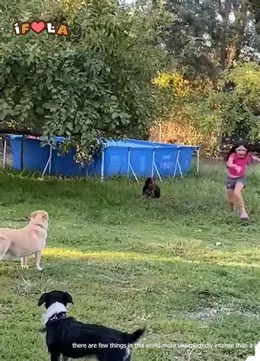 5.9K views · 42 reactions | Intense Chicken Chase藍 | I Freaking Love Animals | Facebook