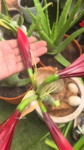 How to Prune Your Amaryllis for Better Growth ✂️🌸