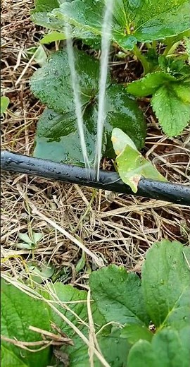 Repairing drip irrigation