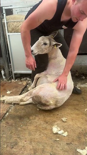 Learning to position for sheep shearing 🐏