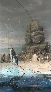【可愛い】じっと佇んでいるペンギンたちの姿をお楽しみに下さい！#水族館 #かわいい