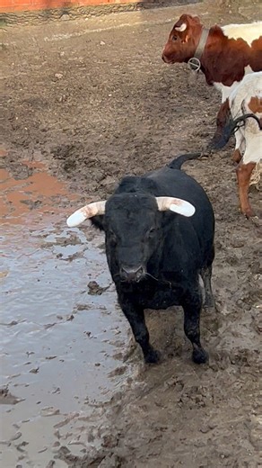 🐂⚠️ El toro de lidia no es un animal común. Es altamente territorial y posee un fuerte instinto de defensa de su espacio. Criado en libertad en amplias dehesas, desarrolla fuerza, resistencia y un carácter dominante. Dentro de la manada, los machos establecen jerarquías mediante enfrentamientos naturales, lo que refuerza su comportamiento competitivo. Aunque en su entorno pueden mostrarse tranquilos, fuera de él pueden volverse impredecibles. Un movimiento brusco, ruido o invasión de su territo