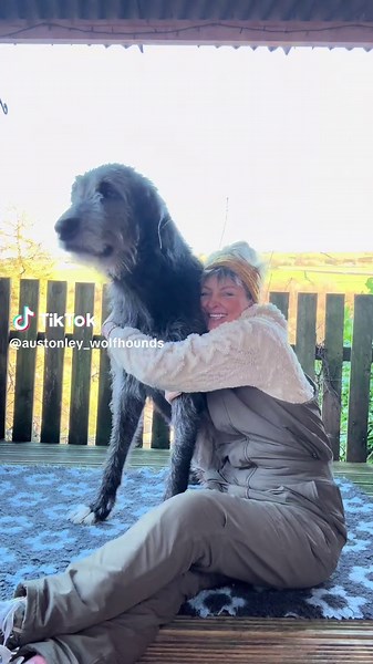 Cute Irish Wolfhound Puppy Moments
