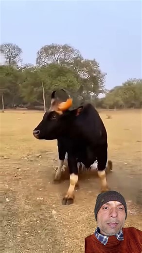 Tiger vs Bear: The Ultimate Fight!