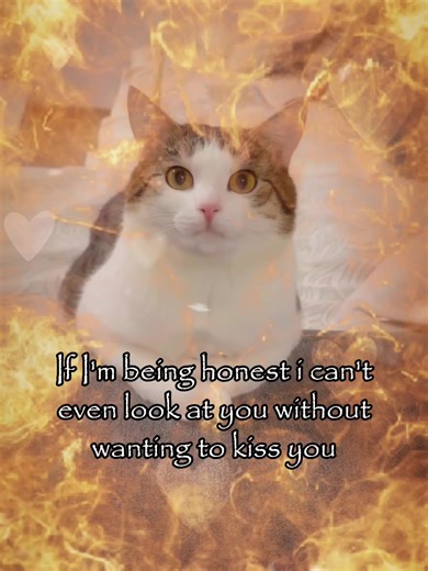 🥹🥹 #meme #rizz #couple #relatable #catsoftiktok | cat