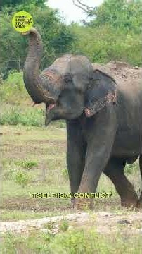 The truth about elephant 🐘💔 #elephant #wildlife International elephant day