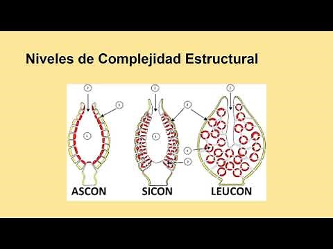 Protozoos Poríferos y Celenterados