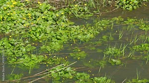 The alien species lesser celandine or fig buttercup blooms along the banks of the stream, known as lesser celandine or pilewort.