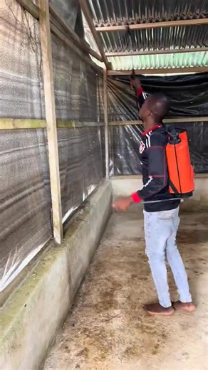 LA DÉSINFECTION DU POULAILLER : UNE ÉTAPE INDISPENSABLE 🧼🐓 Un poulailler propre, c’est un poulailler productif. Dans cette vidéo, découvrez pourquoi la désinfection est une étape incontournable pour protéger vos volailles contre les maladies et assurer leur croissance optimale. Beaucoup d’éleveurs négligent cette pratique, mais c’est elle qui fait souvent la différence entre un élevage rentable et un élevage rempli de pertes. La désinfection permet d’éliminer les microbes, les virus, les bacté