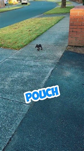 Wait... Did that just happen?! 🦘😱 #shorts #animals