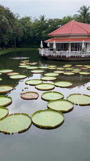 Sail through southeast Asia on an AmaWaterways river cruise — where each day is a new adventure. 🌿 Let us know if you have any questions! 🛳️ #TravelBetter #AmaWaterways #MekongRiver | Caldwell Travel