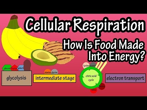 What Is Cellular Respiration - How Do Cells Obtain Energy - Energy Production In The Body