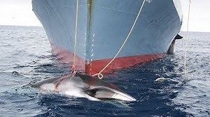 Japan kicks off Pacific whaling campaign
