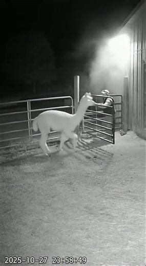 CCTV: Alpaca Warns Farmer About Fire | Animal Instinct #wildlifeentertainment #hero #alpaca